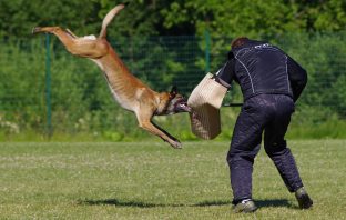 Defending yourself against a dog attack