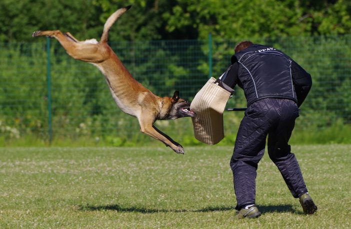 Defending yourself against a dog attack