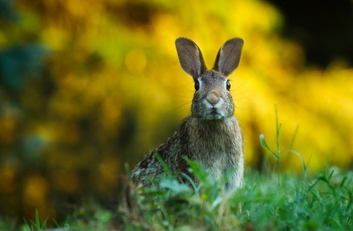 Using rabbits as sustainable food