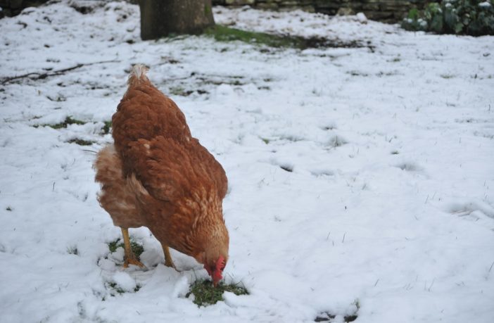 Keep your chickens alive during the winter cold