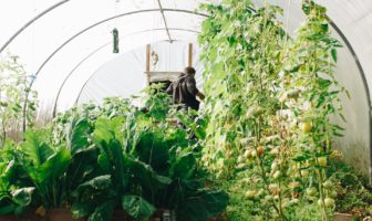 Simple tips for creating your own survival garden Simple tips for creating your own survival garden
