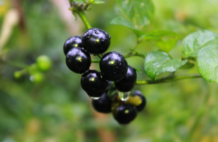 Steer clear of these poisonous plants in the wild
