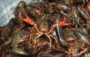 Simple ways to trap and cook crawfish