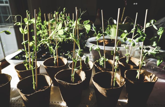 How to start this year's seedling crop