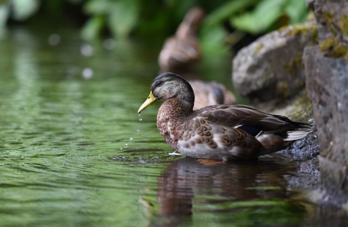 Why you need a flock of ducks on your property