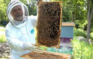 Becoming a beekeeper on the homestead