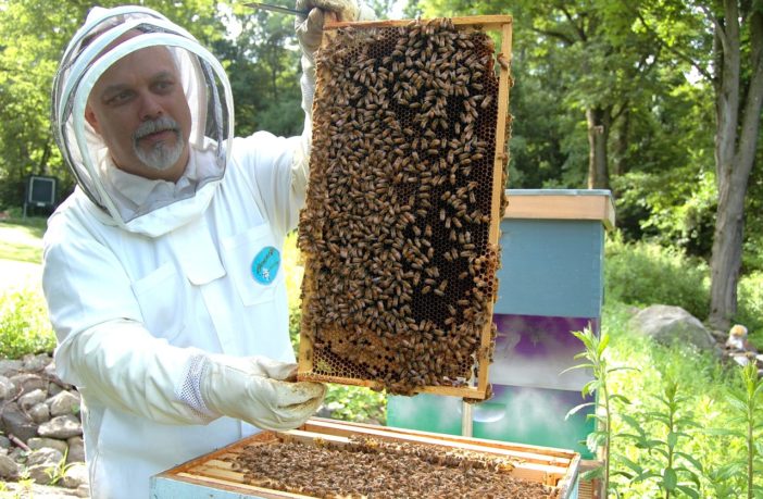 Becoming a beekeeper on the homestead