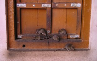 Keeping pests out of your supply stores