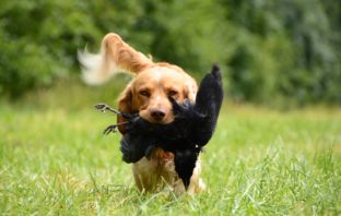 Tips to teach your dog to hunt