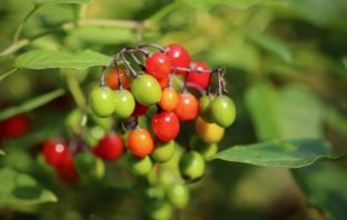 Beware of these poisonous plants