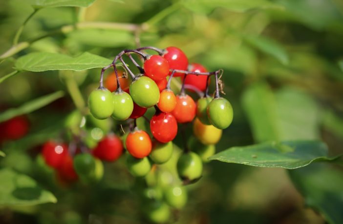 Beware of these poisonous plants