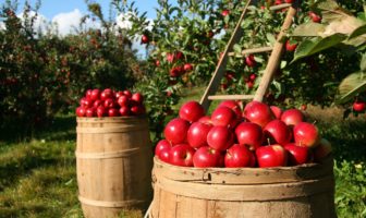 Simple steps to a healthier garden Simple steps to a healthier garden